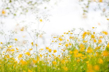 Yellow embrace - Buttercups by Andrea Gulickx