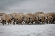 Schapen in Zeeland tijdens sneeuwstorm van Wout Kok thumbnail
