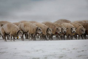 Sheep in Zeeland during snowstorm by Wout Kok