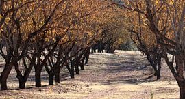 Almond trees in ranks by Jan Katuin