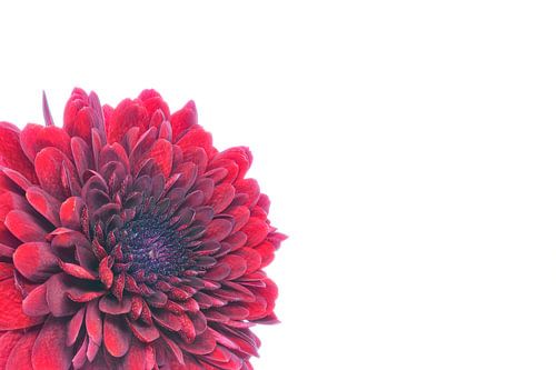 Chrysant met een witte achtergrond