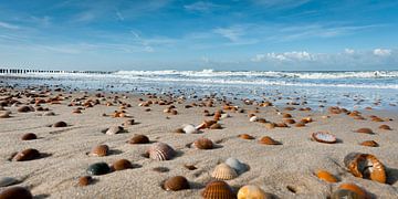 Coquillages sur la plage sur Dirk Huckriede