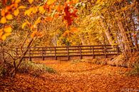 Autumn hues in drying stream Estate Vorden. by N-Joy Pictures thumbnail