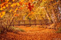 Kleurrijke Herfsttinten.