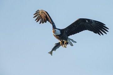 Bald eagle in flight sur Menno Schaefer