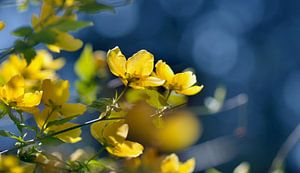 Gele Kerria bloemen met bokeh van Corinne Welp