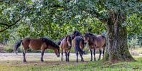 Schuilende Exmoor pony's