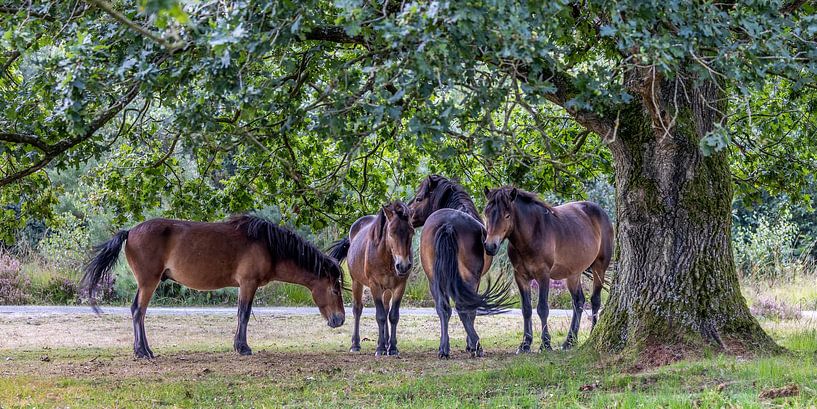 Schuilende Exmoor pony's van Frans van Maurik