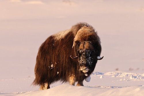 musk ox in the first morning light in winter in Dovrefjell-Sunndalsfjella National Park Norway