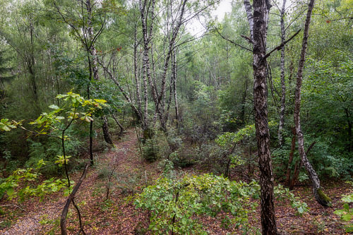 Birch forest