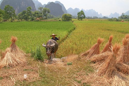 China : Rijke oogst