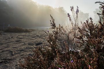 Zartes Spinnennetz im Morgennebel: Naturperlenketten auf der Heide von Hevonax Photography
