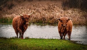 Scottish highlander with calf walking out of the water by Marjolein van Middelkoop