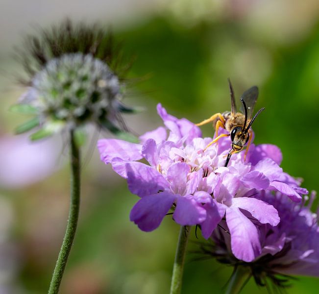 Makro von einer Biene auf einer rosa Scabiosa Blüte von ManfredFotos