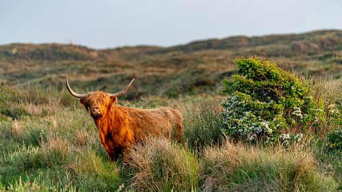 Schotse Hooglander bollenkamer Texel 16/9