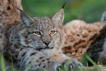 Luchs (Lynx lynx) streckt und reckt sich, wunderschöner Blick in seine klaren Augen, lustiges Tierbi