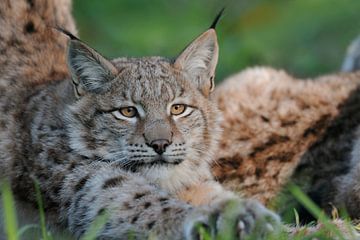 Luchs (Lynx lynx) streckt und reckt sich, wunderschöner Blick in seine klaren Augen, lustiges Tierbi von wunderbare Erde