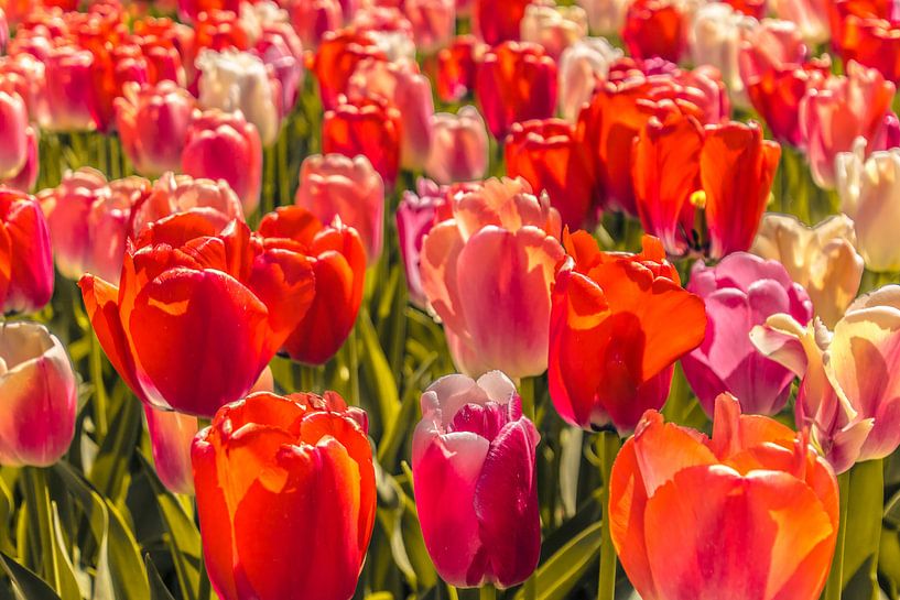 Veld vol gekleurde tulpen van Stedom Fotografie