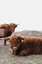 Schotse Hooglanders in Gasteren Drenthe van Laura thumbnail