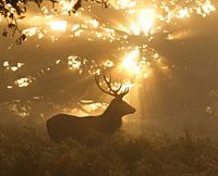 Spook van het bos