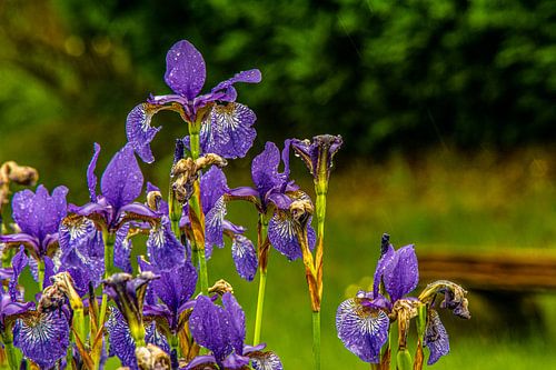 Met Analoge Lens Bosbloemenweidemist