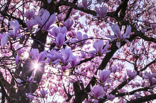 Magnolia boom met mooi zonlicht