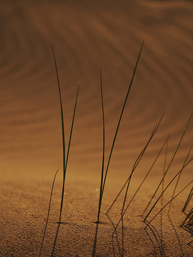 Grassprieten in het warme zand.