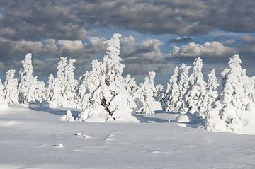 Winterlandschap op de Brocken, Harz gebergte