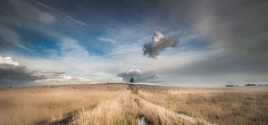 L'arbre sur Lex Scholten