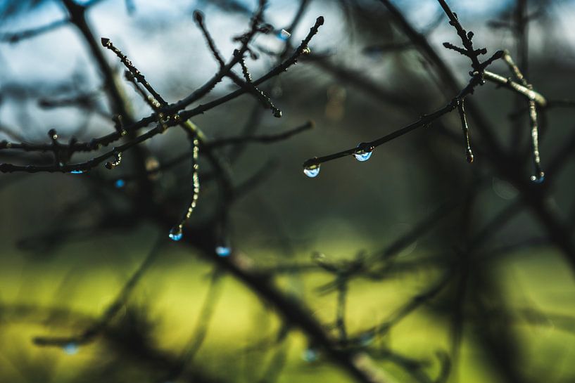 Dewdrops branches by Julien Meijer