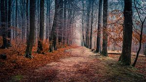 Colours of nature van Wim van D