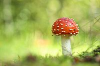 Fly agaric