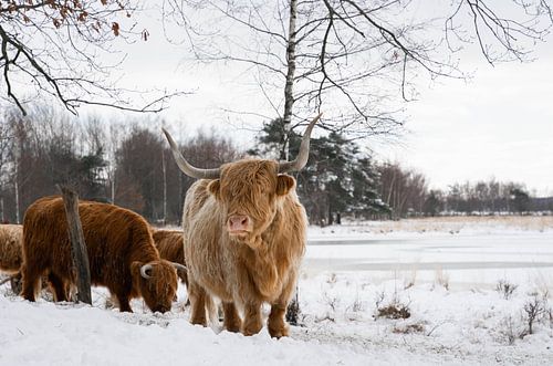 Highlander écossais