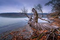 Natuurfotografie: Gewortelde boom aan de kust van het eiland Mainau