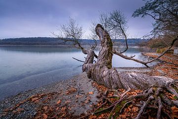 Natuurfotografie: Gewortelde boom aan de kust van het eiland Mainau van Ahma NJAI