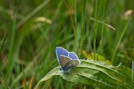 Das schöne Blau des Ikarusblauen Schmetterlings von Jolanda de Jong-Jansen Miniaturansicht
