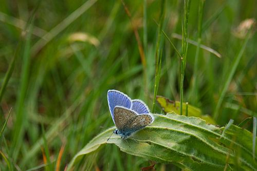 Le beau bleu du papillon bleu Icare