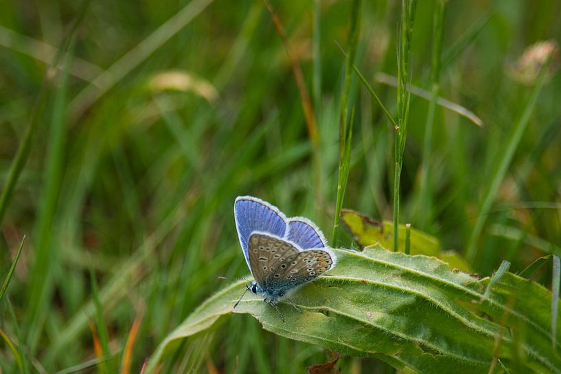 Das schöne Blau des Ikarusblauen Schmetterlings von Jolanda de Jong-Jansen