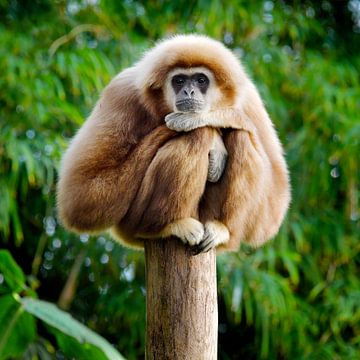 The pole-sitting white-handed gibbon