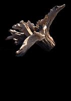 Floating Stump (3)