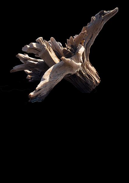Floating Stump (3) by www.narro-imago.nl