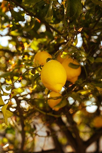 Lemons at sunrise by Tessa Hoogenboezem