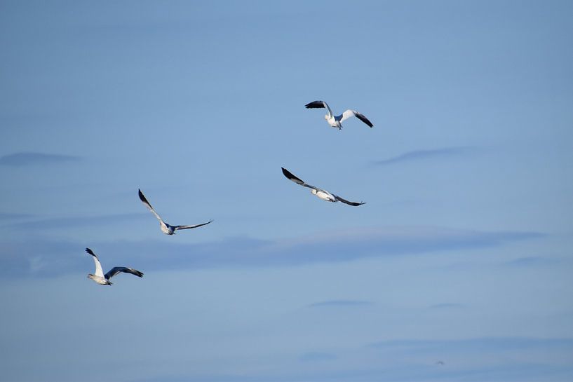 Snow geese in spring by Claude Laprise
