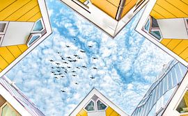 Maisons Cube Rotterdam sur Niels Hemmeryckx