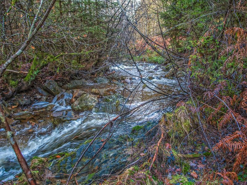 Rustig stromend rivier tussen de kleurrijke natuur van Nature Life Ambience