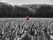 Tulp in een veld van Dave van den Heuvel thumbnail