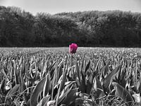 Tulp in een veld