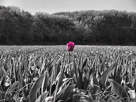 Tulp in een veld by Dave van den Heuvel