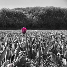 Tulp in een veld van Dave van den Heuvel