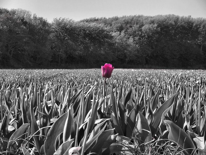 Tulp in een veld par Dave van den Heuvel